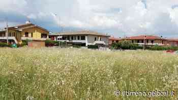 Erba alta in un campo proteste dei residenti - Il Tirreno