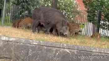 Famiglia di cinghiali «banchetta» tra l’erba alla Farnesina - Corriere della Sera
