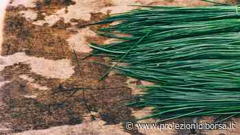 È veramente semplice coltivare questa erba aromatica che funziona da ottimo sostituto di un ingrediente m ... - Proiezioni di Borsa