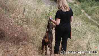 Firenze, erba alta nei giardini e lungo i fiumi: proteste sui social e paura per i cani - La Repubblica Firenze.it