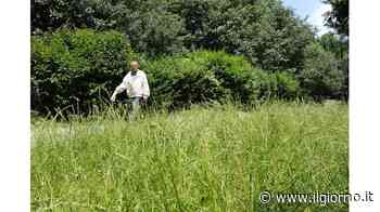 "Erba alta, trascuratezza: degrado intollerabile" - IL GIORNO