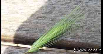 L'allarme di Sacco sull'erba «forasacchi», mozione in Comune «perché è un grave pericolo per i cani» - l'Adige - Quotidiano indipendente del Trentino Alto Adige