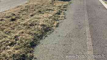 Erba tagliata e non smaltita, la segnalazione da via Firenze - Primonumero