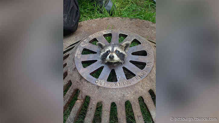 Baby Raccoon Stuck In Sewer Cover Freed By Firefighters
