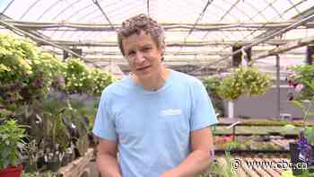 How to bring bees to your backyard