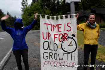 Are there Fairy Creek protests in Squamish? - Squamish Chief