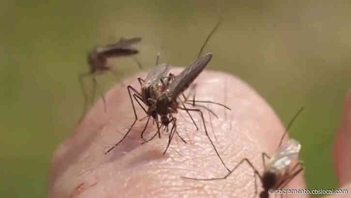 West Nile Virus Detected In Mosquitoes Collected On June 2 Modesto