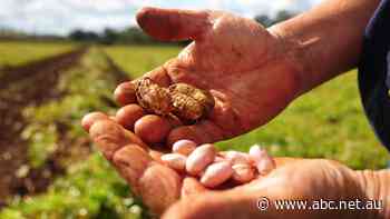 Crunch time for Australian peanut growers as imports and climate change bite