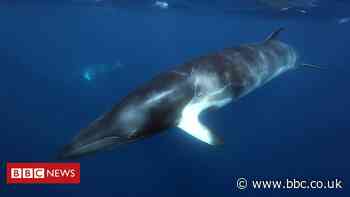 Backlash against 'frightening' tests on whales