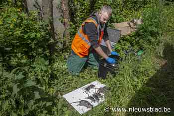 Op stap met Geelse rattenvanger: “Je moet je kunnen verplaatsen in hun gedachten”