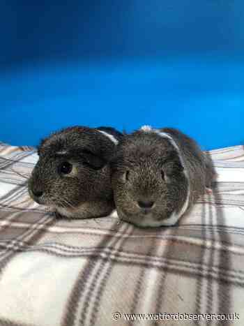 Watford pet rescue centre seeks good home for guinea pigs