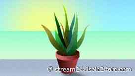 Ritorno a Itaca (e altre isole), tappeti per il prato ei nuovi videogiochi - Il Sole 24 ORE