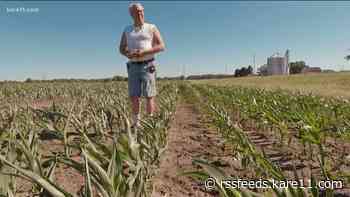 Minnesota crop farmers in desperate need of rain amid drought-like conditions