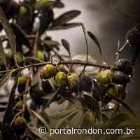 Mercado de olivicultura tem expansão promissora – Portal Rondon - Portal Rondon