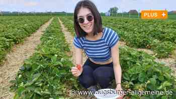 Wo die Erbeeren in Aichach-Friedberg schon leuchten - Augsburger Allgemeine
