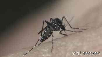 Mutirão de combate ao Aedes aegypti será realizado neste sábado em Aracaju - G1