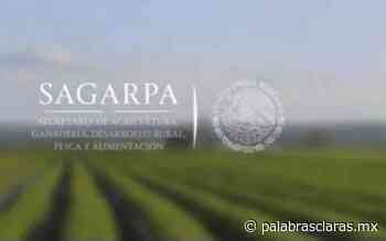 Denuncian desvíos en SAGARPA en 2016; algunos se perpetraron en Veracruz | PalabrasClaras.mx - PalabrasClaras.mx