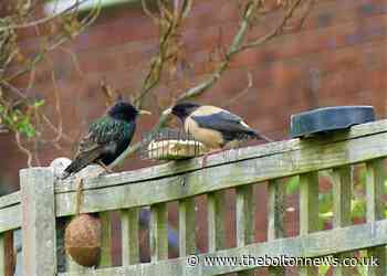 Rare Rose-coloured Starling spotted in Horwich, Bolton