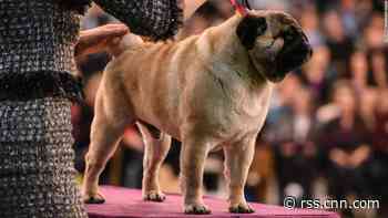 Westminster Dog Show: Time, schedule and what you need to know