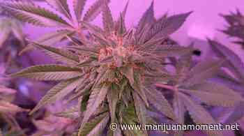 Wyoming Activists File 2022 Marijuana Decriminalization And Medical Cannabis Ballot Measures - Marijuana Moment
