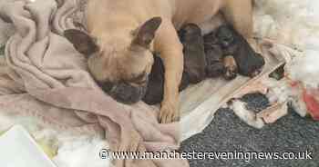 Dog and puppies found in Trafford - they were stolen hundreds of miles away