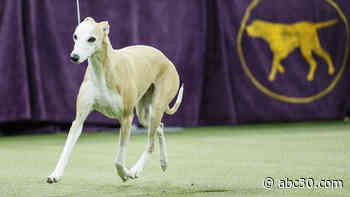 Westminster dog show 2021: Bourbon the whippet, Wasabi the Pekingese contenders for top prize