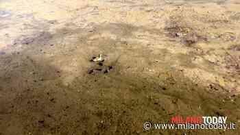 L'agonia di pesci, tartarughe e anatroccoli in lago di Pioltello - MilanoToday