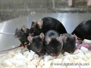 Healthy ‘space pup’ mice born from sperm stored on International Space Station