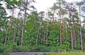 Tote Bäume stellen ein Risiko dar - Fränkische Nachrichten