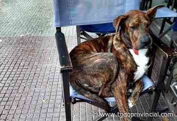 La increíble historia de Jagger, un perro callejero de Junín que se había perdido y apareció a más de 300 KM, en Olavarría - Todo Provincial