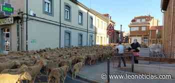 Cerca de 1.500 ovejas y cabras cruzan San Andrés en su recorrido transhumante hacia la montaña - leonoticias.com