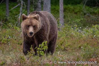Prossimo Aveva fatto strage di animali a Marlengo: orso catturato e radiocollarato - La Voce di Bolzano