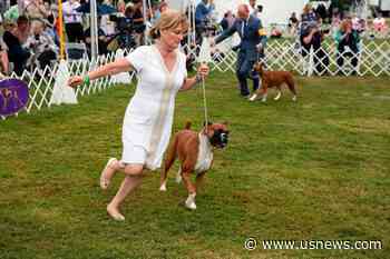'It's Always Exciting': Top Dogs Vie for Westminster Title
