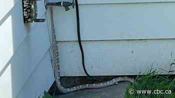 Snake at large in Winnipeg after scaring Fort Rouge man who spotted it while mowing the lawn