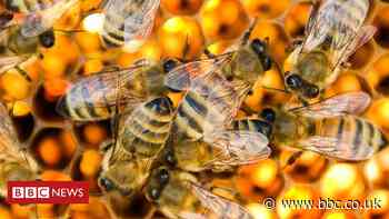 Tech firms use remote monitoring to help honey bees
