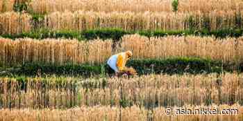 Decade-high food prices hit Asian consumers and businesses - Nikkei Asia