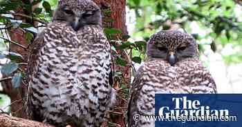 Powerful owl deaths fuel concerns mouse poison is spreading through food chain - The Guardian