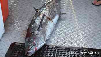 Fishing sector's 'massive shock' to hear Spanish mackerel is overfished