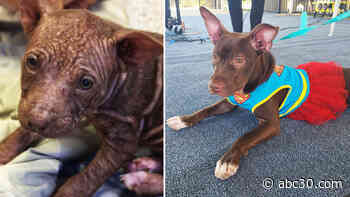Fresno County puppy who grew into beautiful superhero looking for forever home