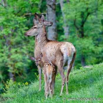 Schwarzau im Gebirge: Nachwuchs im Wildgehege ist der Star - meinbezirk.at
