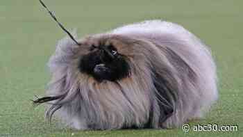 Wasabi the Pekingese wins Westminster dog show