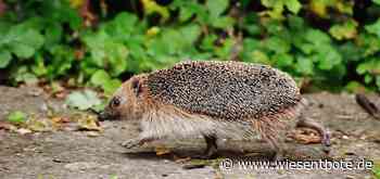 BN Bamberg: Gefahr für Igel durch Mähroboter - Der Neue Wiesentbote