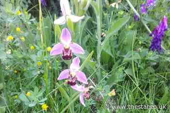 Rare orchid found tangled around disposable face mask near Sheffield manufacturing park - The Star