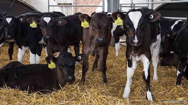 GB dairy herd declines despite uptick in youngstock numbers