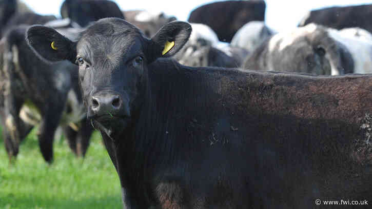 Four options for finishing spring-born beef calves on grass