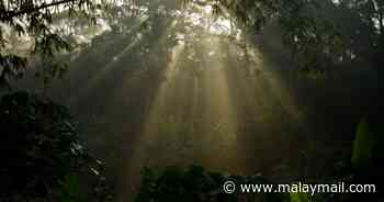 Kedah Forestry Dept: No logging at Puncak Janing Forest Eco Park - Malay Mail