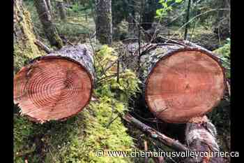 Fines in forest reserve could increase significantly after illegal logging - Chemainus Valley Courier