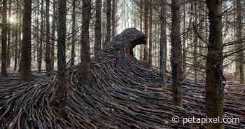 Photographer Creates Giant Waves of Wood in a Forest - PetaPixel
