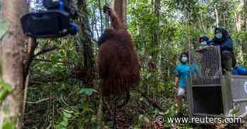 From village to conservation forest, Indonesian orangutan finds a new home - Reuters