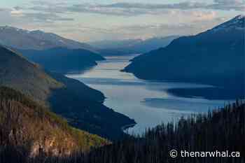 Between the threat of wildfire and logging, a community grapples with the future of B.C.’s Purcell forest - The Narwhal